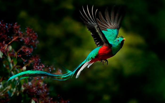 Diversidad natural
